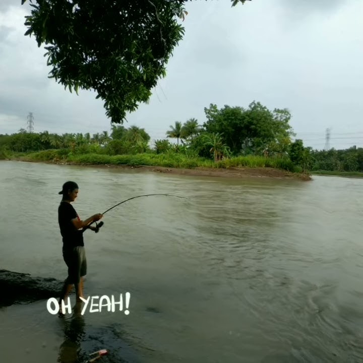 Ribang Gayau.#shorts