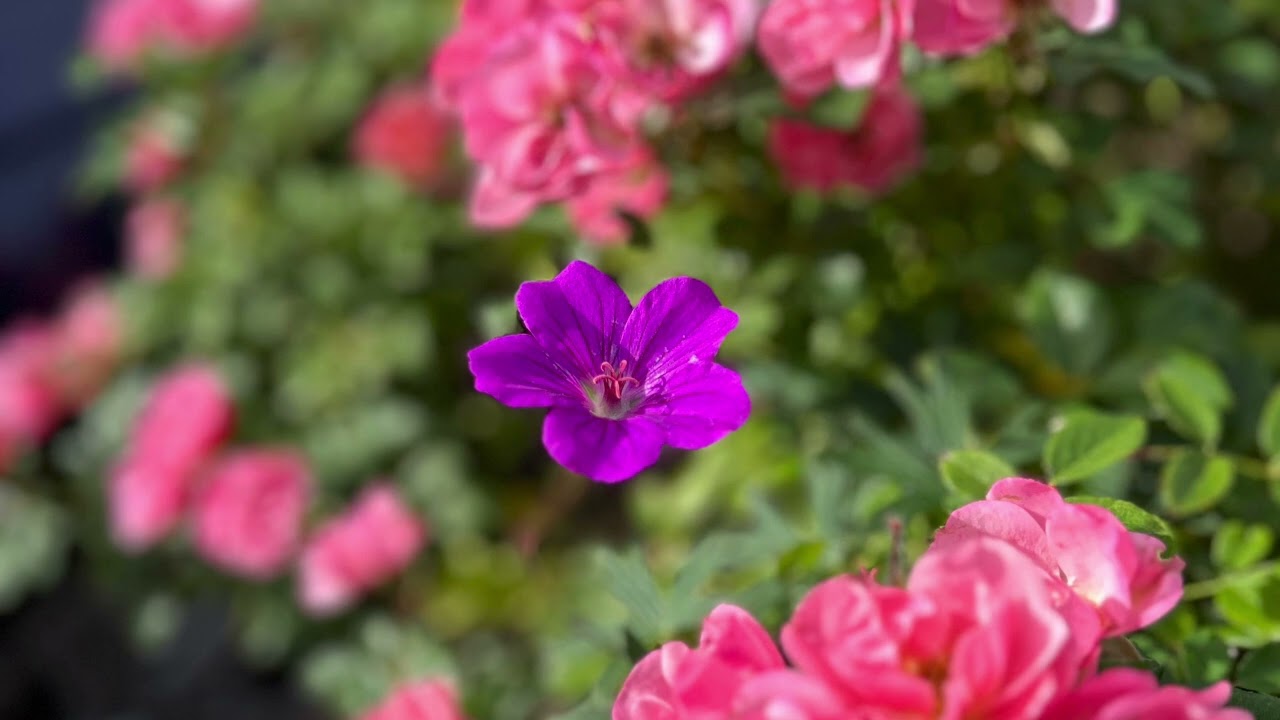 Jorge feat Arietty Bravo & Cas - ‘Never Did I Dream’