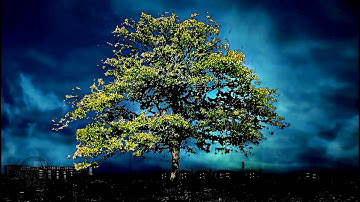 WILLIAM ØRBIT - BARBER