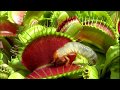 Венерина мухоловка   Dionaea muscipula