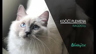 Plemena koček: RAGDOLL (reportáž)