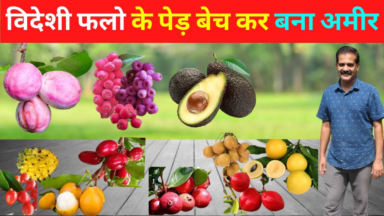 India में रह कर, कर रहे विदेशी फलो का कारोबार कमा रहे लाखों @@@IFT