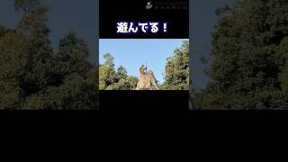 その棒はどこから拾ってきたの…?#東武動物公園#動物#動物園#かわいい#癒し#animals#zoo#アカゲザル#チャンバラ#遊び