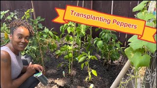 Transplanting peppers for Mother’s Day❤