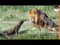 Even Lion Cant Survive A Komodo Dragon Attack