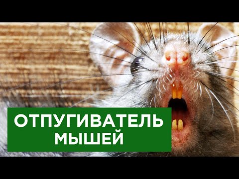Как вывести крыс и мышей? Отпугиваем навсегда