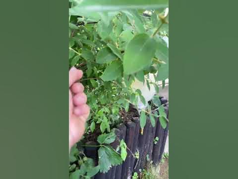 Медовое дерево. #куст #медовоедерево - YouTube