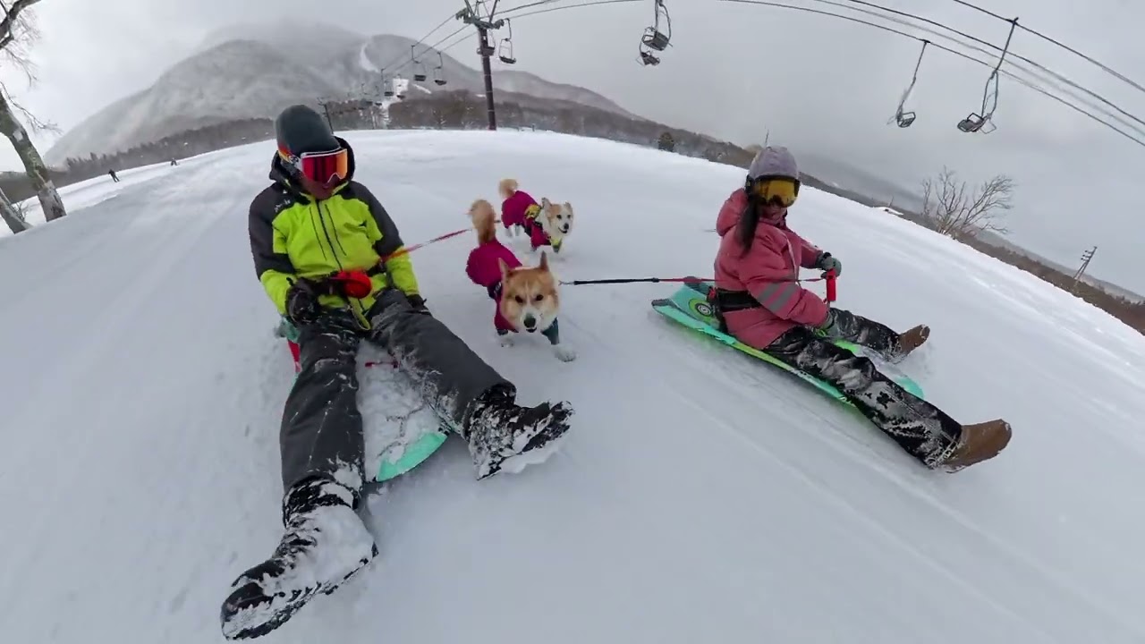 黒姫高原スノーパークでコーギー姉妹とソリ遊び