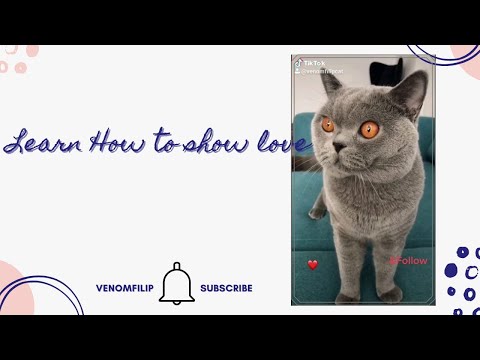 tiktok how to show your cat that you love them #shorts