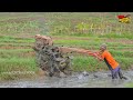 Dari Lahan Sempit Terasering! Traktor Sawah Bekerja Keras Membajak Lahan Didaerah Perbukitan