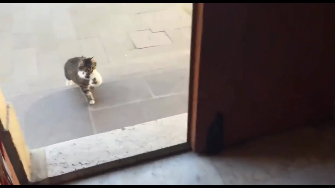 Anne Kedi ve Yavruları Aziz Mahmud Hüdayi Camii Minberinde YouTube