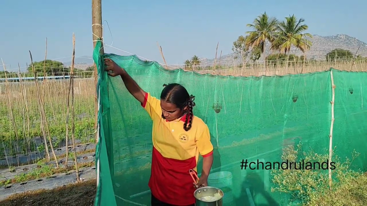 Village Life | Beautiful Asil Chicken farming and Chicks | 