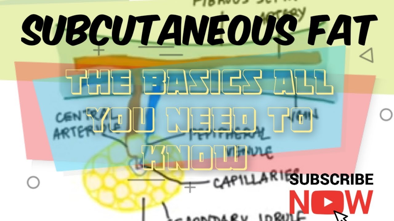SUBCUTANEOUS FAT STRUCTURE AND FUNCTION YouTube