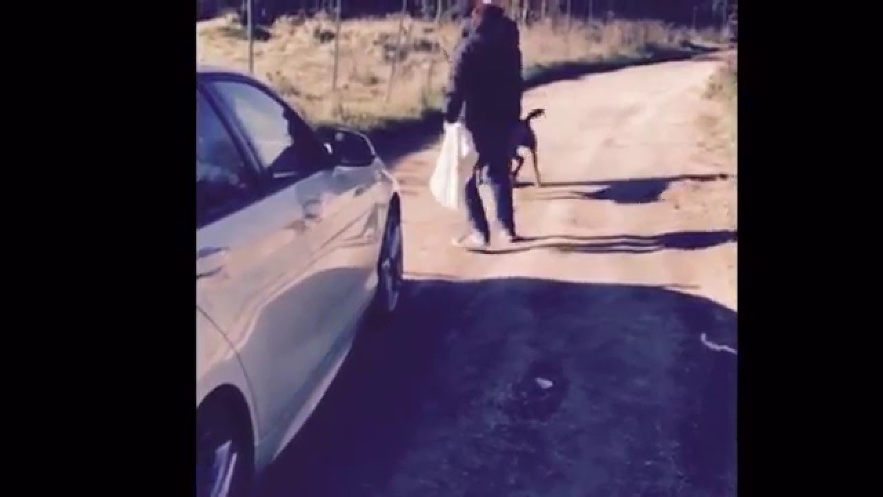 bandog defense just 9months first time absolute