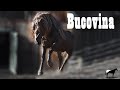 Esto Pasa Si Cruzas Un Pony Con Un Caballo De Tiro &quot;Bucovina&quot; (Hutzel X Rumano) 🐴-Del Cerro Soy