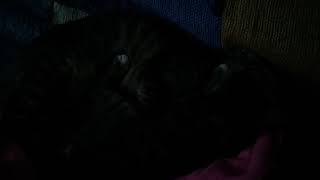 İyi Geceler Öpücüğü