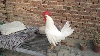 White Rooster Crowing