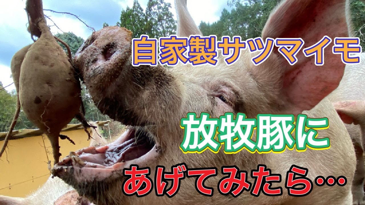第47話 自家製サツマイモを放牧豚にあげてみたら...