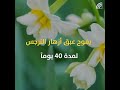 عبق زهور النرجس يعود إلى كردستان 