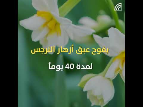 عبق زهور النرجس يعود إلى كردستان