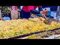 japanese street food - hiroshima style OKONOMIYAKI お好み焼き hiroshimayaki