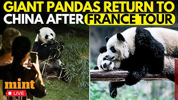 LIVE: Giant Pandas Huan Huan and Yuan Zi Return To China After France Visit | Cute Pandas | Zoo