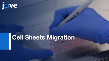 Cell Sheets Migration Analysis by Dot Assay | Protocol Preview