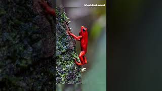 Why You Should NEVER Touch This frog! ☠️ #shorts