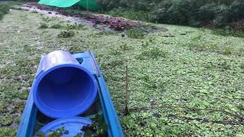 Hướng dẫn cải tạo ao nuôi ốc mùa vụ mới cho người mới nuôi lần đầu tiên #1