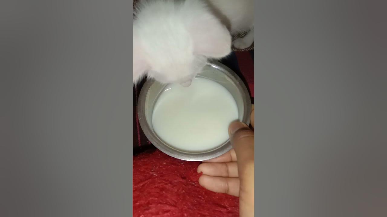 stomach-filled-cat-not-drinking-milk-and-playing-cat-milk-play