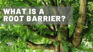 What Is A Root Barrier?  Jim Dutton