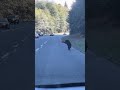 🎈 🐻 A young bear getting distracted by a balloon while crossing the road