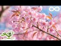 Relaxing piano music beautiful relaxing music sleep music peaceful music romantic music 145