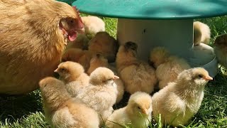 How our broody hens hatch lots of chicks with our help - Part 1