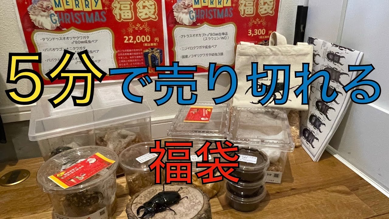 【クワガタ福袋】よかむらの森さん 即売れ切れの大人気福袋開封