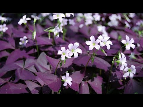 Plantando Trevo Roxo