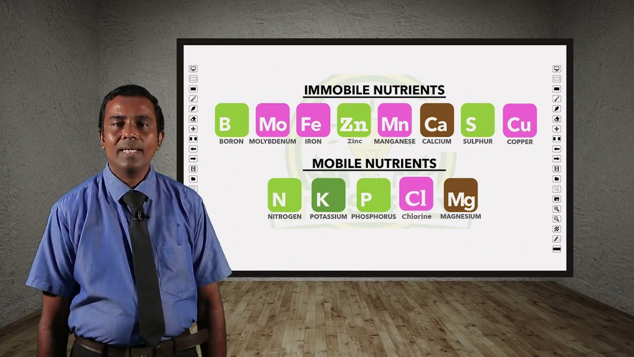 A/L  Agriculture  (விவசாய விஞ்ஞானம்) - Plant Essential Elements & Its Role - Lesson 11