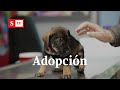 Jornada de adopción de perros en Bogotá
