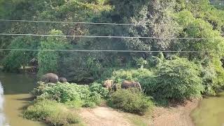 Elephant.....VID 20210329 160032