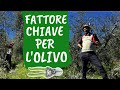 POTATURA OLIVO: come gestire LA LUCE nella chioma [ Lectio Magistralis di Pietro Isolan ]