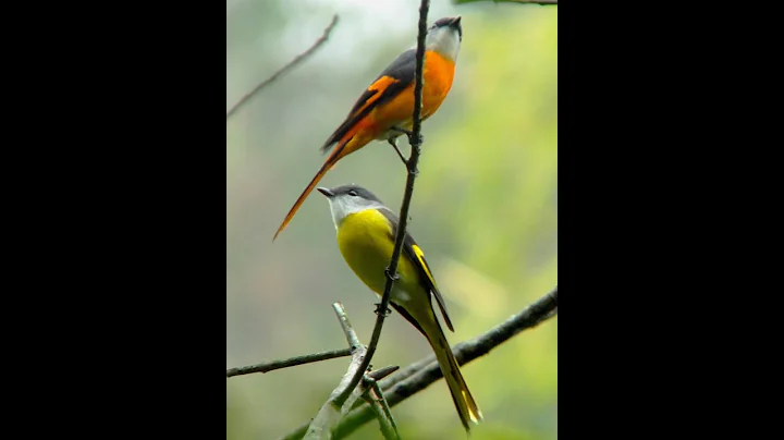 S.Mandelker PhD: The Golden Rule & Moral Basis, I