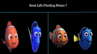 What If Finding Nemo Characters Were Real? | AI Transformation 🌊🐠✨ Finding Nemo Characters In Real Life Animation Vs Reality