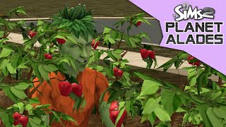 Strawberry Field | Planet Alades #73 | Sims 2