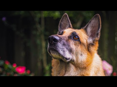 Video: 11 šunys su juokingai dramatiškomis oda