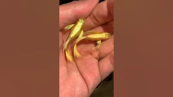 You've Been Lied To About Goldfish Memory! 🐠🧠 #animalfacts #didyouknow