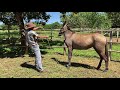 Como Amansar seu burro ou mula pelos pés.