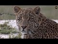 Pt 1 Safari Live&#39;s Sunset Safari Drive at 3:30 PM on April 24, 2018 ( Hosana )