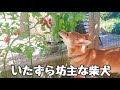 【保護犬】いたずら坊主な柴犬　家庭菜園荒らされる