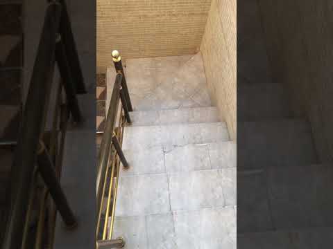 كلب تشاو تشاو