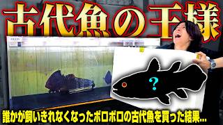 【ボロボロの古代魚】誰かが飼いきれずに手放した古代魚の王様を買いました